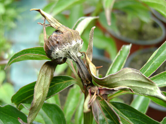 Tree peony: care and cultivation in the Moscow region, preparation for winter