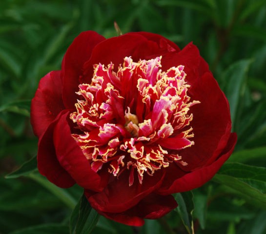 Tree peony: care and cultivation in the Moscow region, preparation for winter