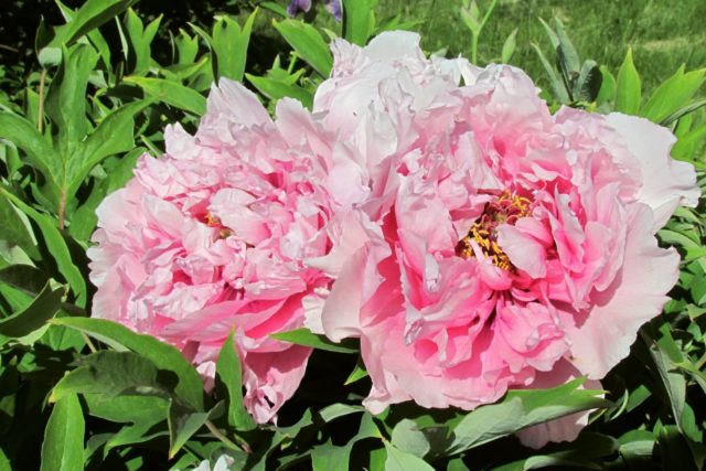 Tree peony: care and cultivation in the Moscow region, preparation for winter