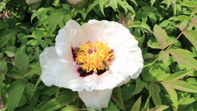 Tree peony: care and cultivation in the Moscow region, preparation for winter