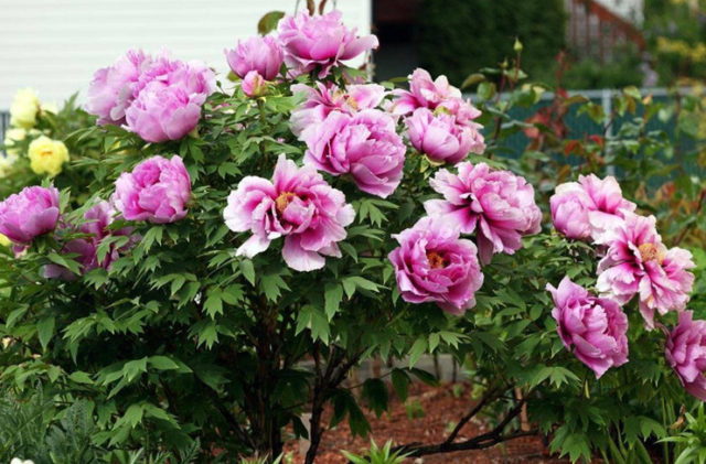 Tree peony: care and cultivation in the Urals, in Siberia, in the Leningrad region