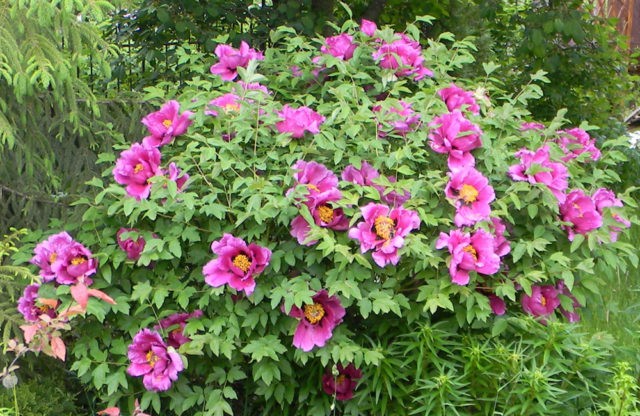 Tree peony: care and cultivation in the Urals, in Siberia, in the Leningrad region