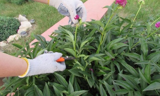 Tree peony: care and cultivation in the Urals, in Siberia, in the Leningrad region