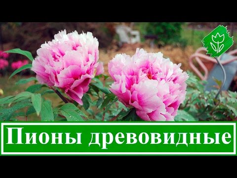 Tree peony: care and cultivation in the Urals, in Siberia, in the Leningrad region