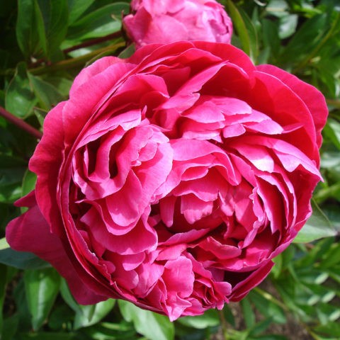 Tree peony: photo and description of varieties