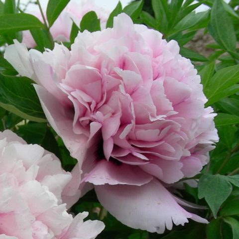 Tree peony: photo and description of varieties