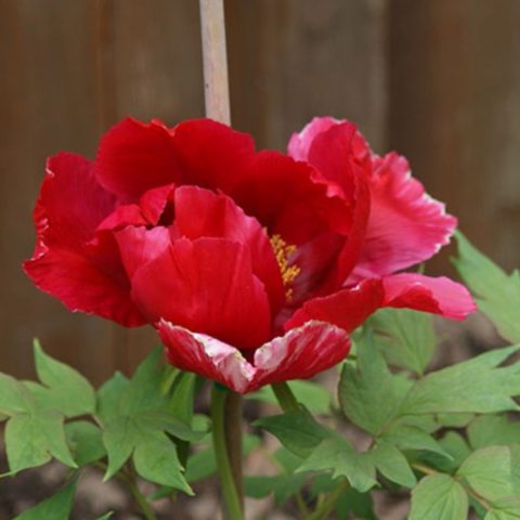 Tree peony: photo and description of varieties