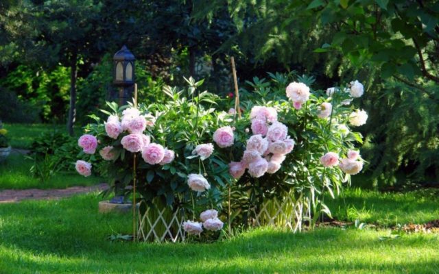 Tree peony: photo and description of varieties