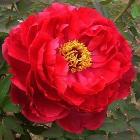 Tree peony: photo and description of varieties