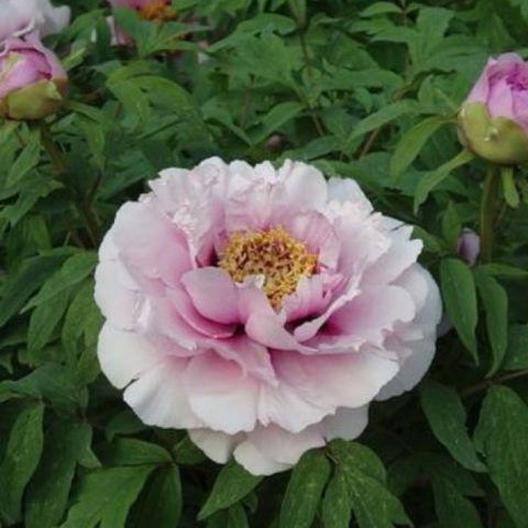 Tree peony: photo and description of varieties