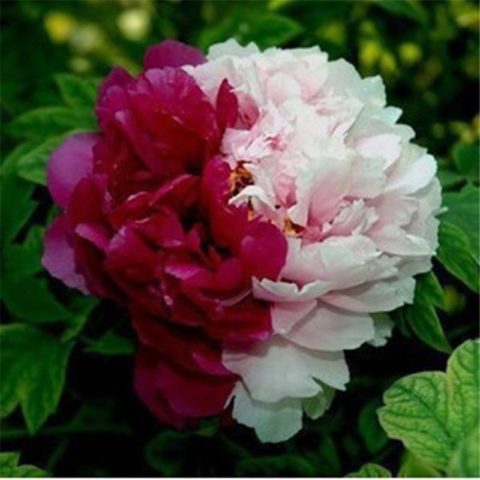 Tree peony: photo and description of varieties