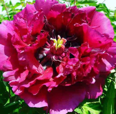 Tree peony: photo and description of varieties