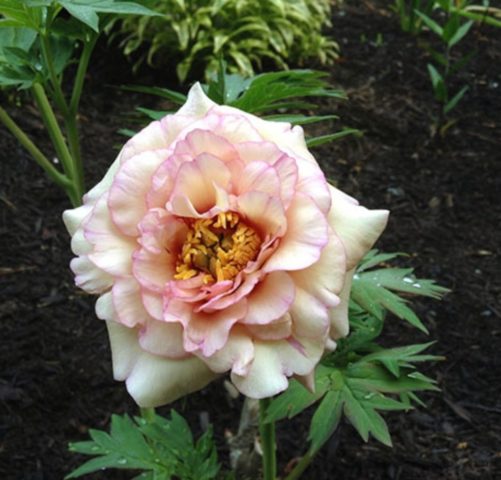 Tree peony: photo and description of varieties