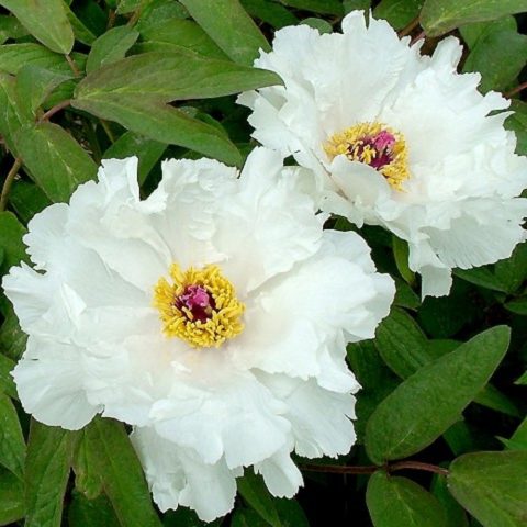 Tree peony: photo and description of varieties