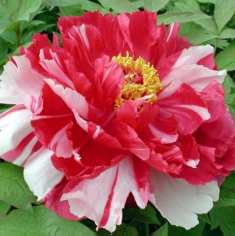 Tree peony: photo and description of varieties