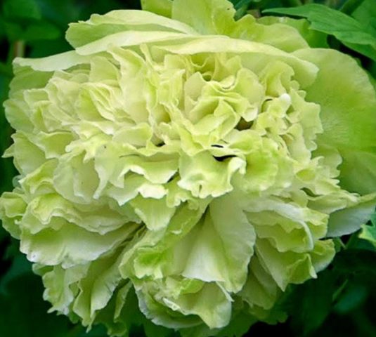 Tree peony: photo and description of varieties