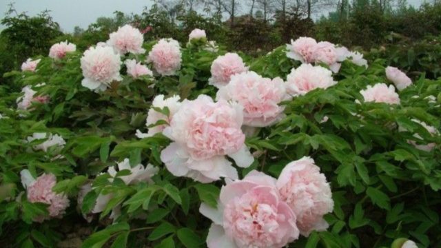 Tree peony: photo and description of varieties