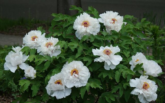 Tree peony: photo and description of varieties