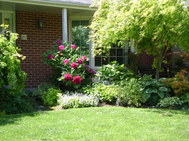 Tree peony: photo and description of varieties