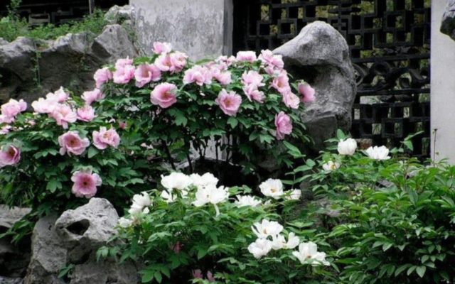 Tree peony: photo and description of varieties