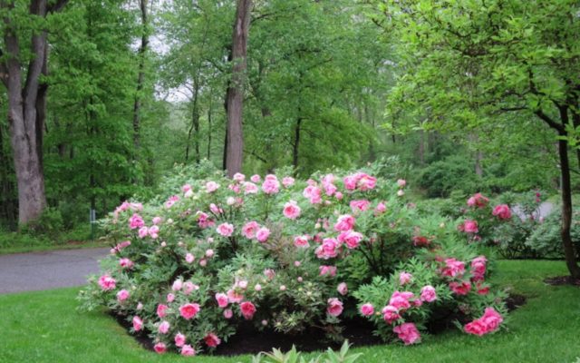 Tree peony: photo and description of varieties