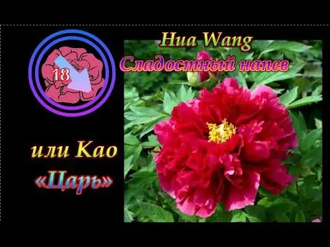 Tree peony: photo and description of varieties