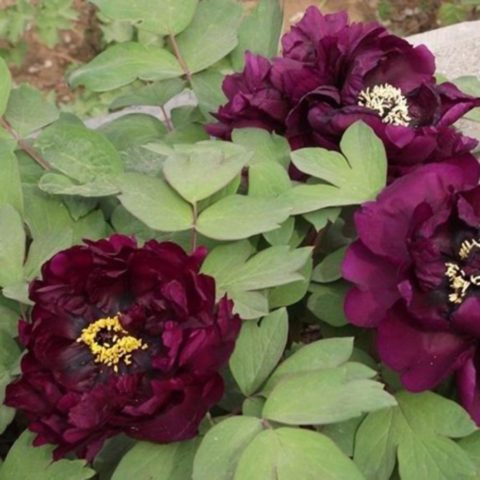 Tree peony: photo and description of varieties