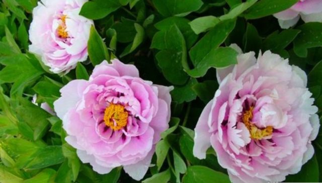 Tree peony: photo and description of varieties