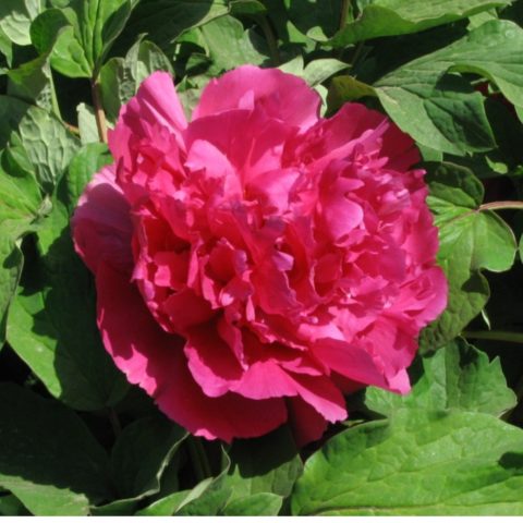 Tree peony: photo and description of varieties