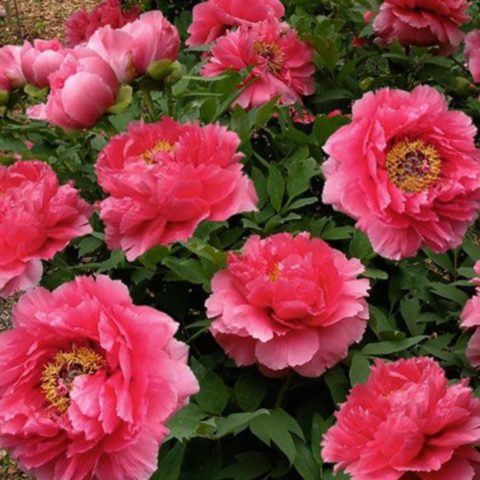 Tree peony: photo and description of varieties