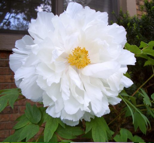 Tree peony: photo and description of varieties