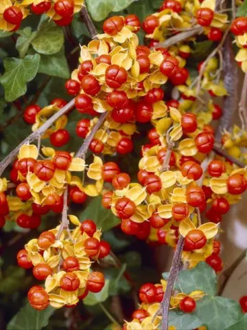 Tree pliers round-leaved, whip-shaped, paniculate