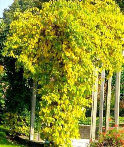 Tree pliers round-leaved, whip-shaped, paniculate