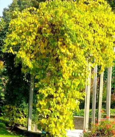 Tree pliers round-leaved, whip-shaped, paniculate