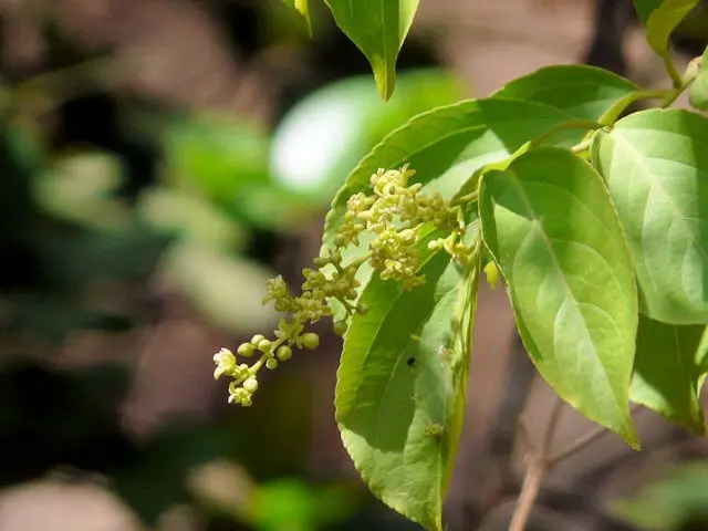 Tree pliers round-leaved, whip-shaped, paniculate