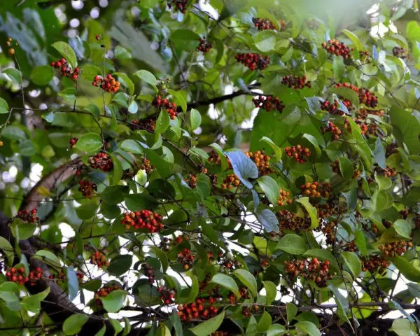 Tree pliers round-leaved, whip-shaped, paniculate