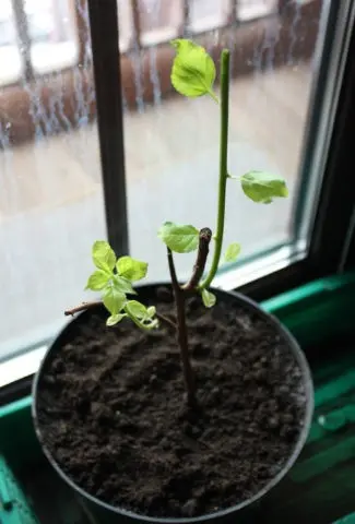 Tree pliers round-leaved, whip-shaped, paniculate