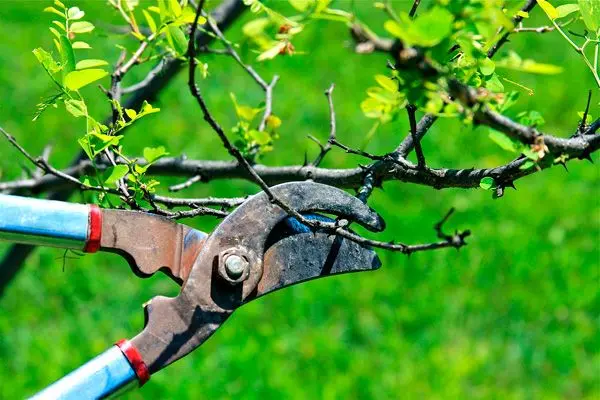 Tree Pruning Calendar 2022: Deadlines and Rules