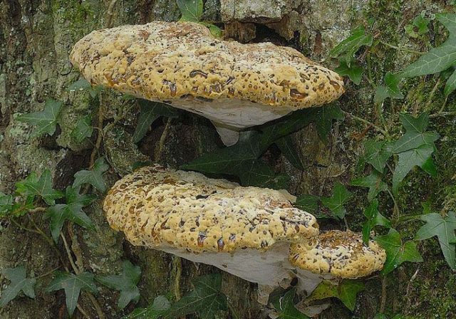 Tree tinder fungus (oak): photo and description