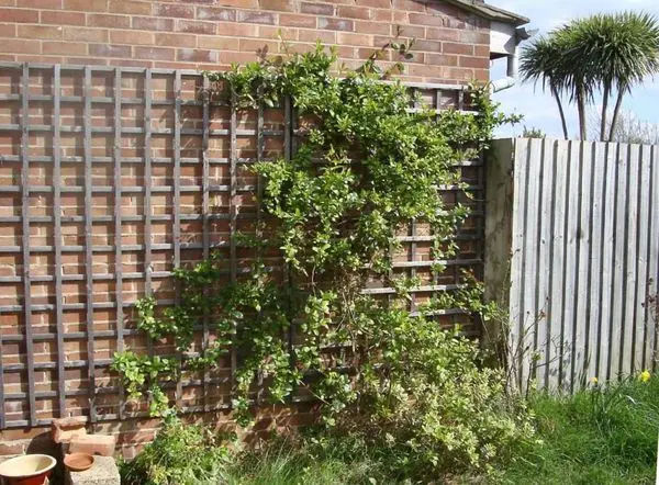 Trellis for climbing plants (metal, wood, mesh): step by step instructions + photos of original options