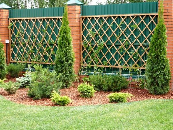 Trellis for climbing plants (metal, wood, mesh): step by step instructions + photos of original options