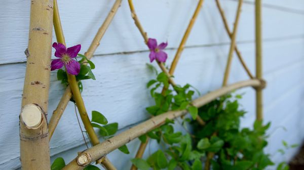 Trellis for climbing plants (metal, wood, mesh): step by step instructions + photos of original options