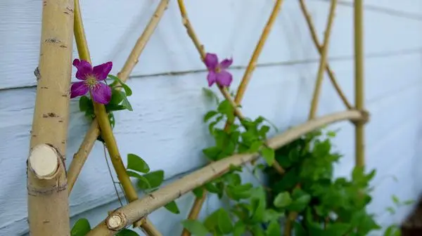 Trellis for climbing plants (metal, wood, mesh): step by step instructions + photos of original options