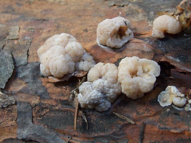 Trembling brain-shaped (Trembling brain): photo and description