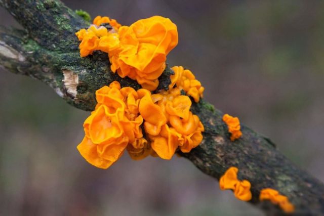 Trembling brain-shaped (Trembling brain): photo and description