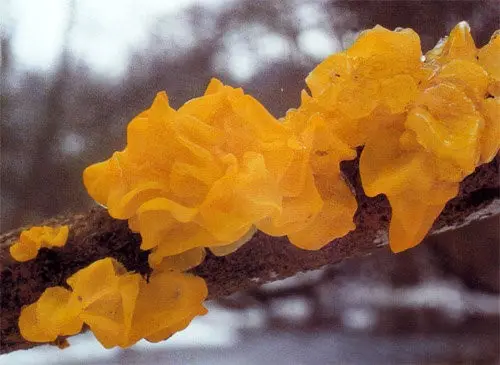 Tremella orange (Tremella mesenterica) photo and description