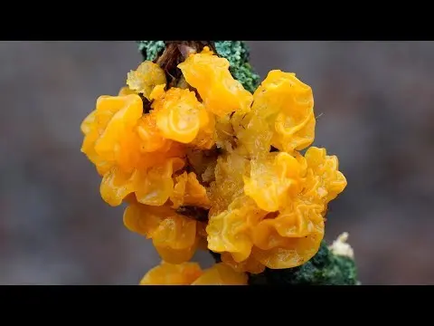 Tremella orange (Tremella mesenterica) photo and description