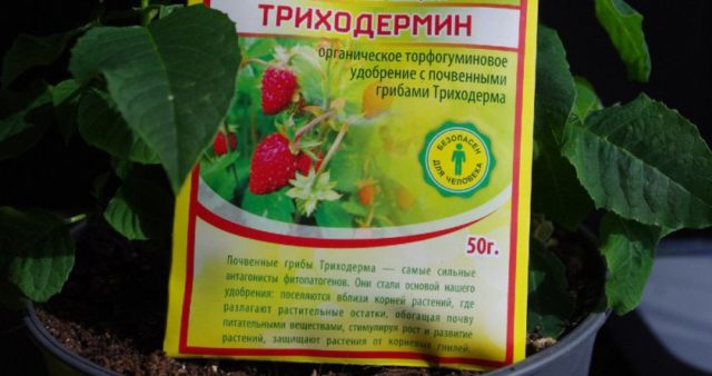 Trichodermin: instructions for use for plants, reviews, composition