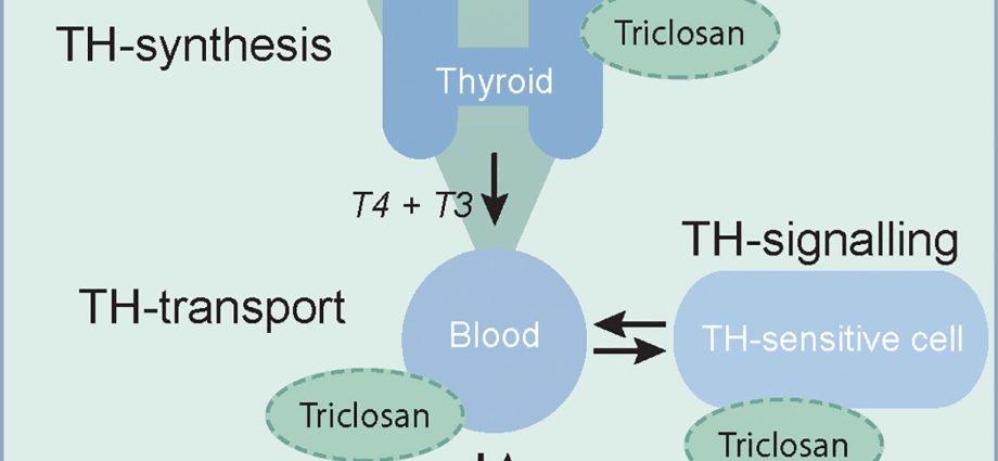 Triclosan interferes with the activity of enzymes that are important during pregnancy