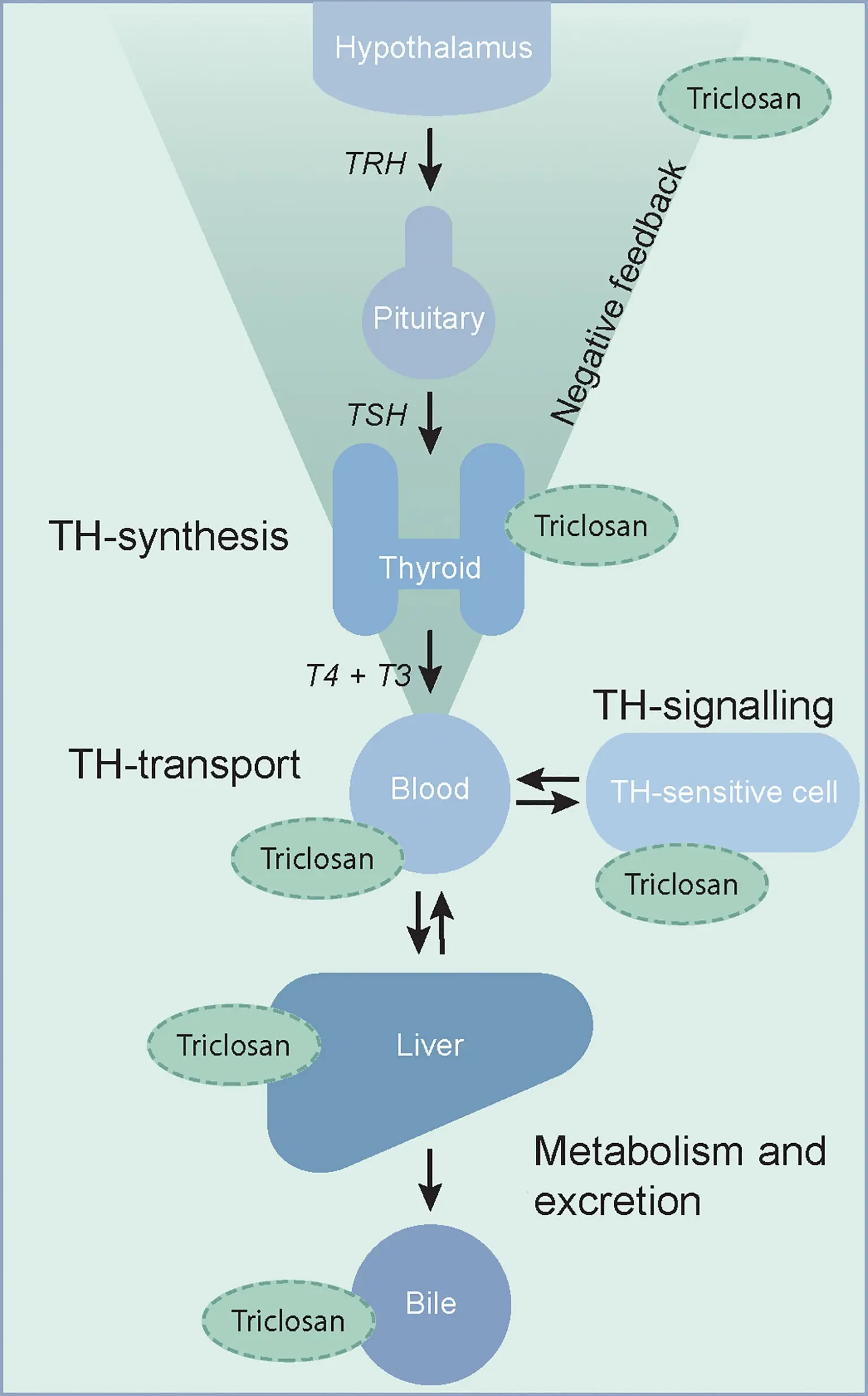 Triclosan interferes with the activity of enzymes that are important during pregnancy